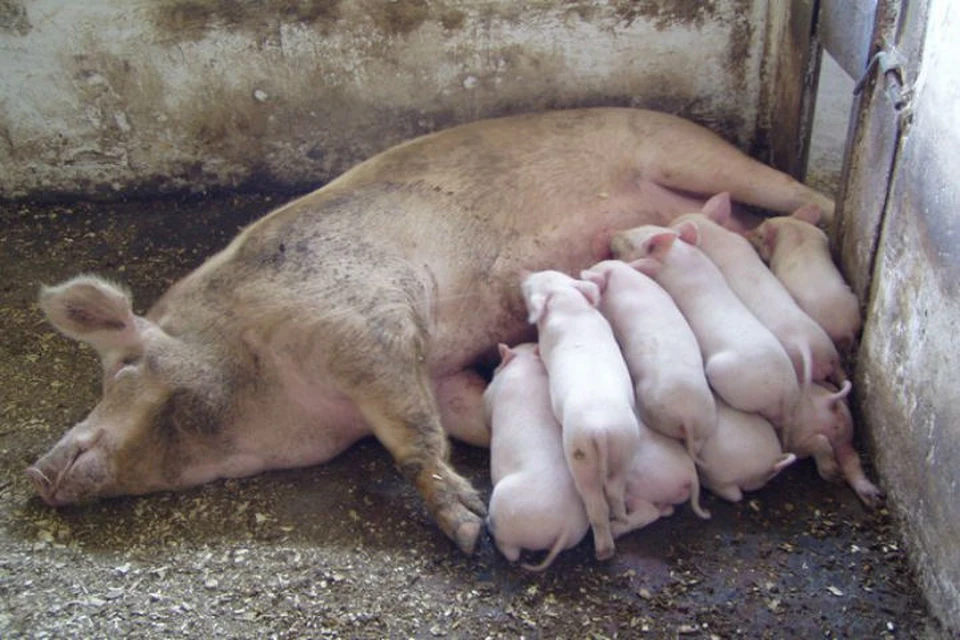 От чумы пали больше полутора тысяч свинок. Фото: Дмитрий Метелкин.