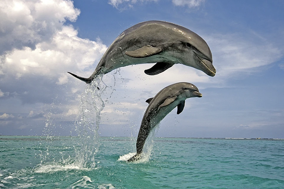 Дельфинов считают одними из самых умных обитателей планеты.