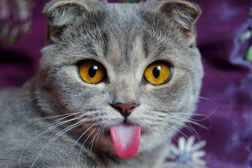 Волгоградская кошка, показывающая язык, стала самой популярной в мире.