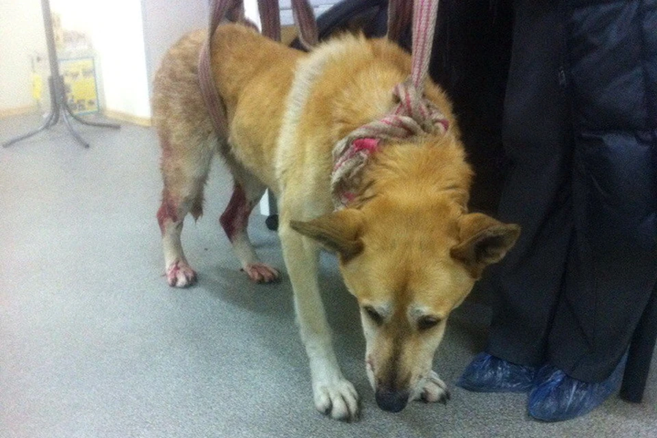Сейчас спасенного пса ставят на ноги ветеринары.
Фото: Анастасия ДУЮНОВА