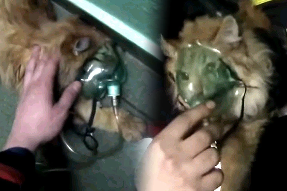 Кислородная маска спасла жизнь надышавшейся угарного газа кошке