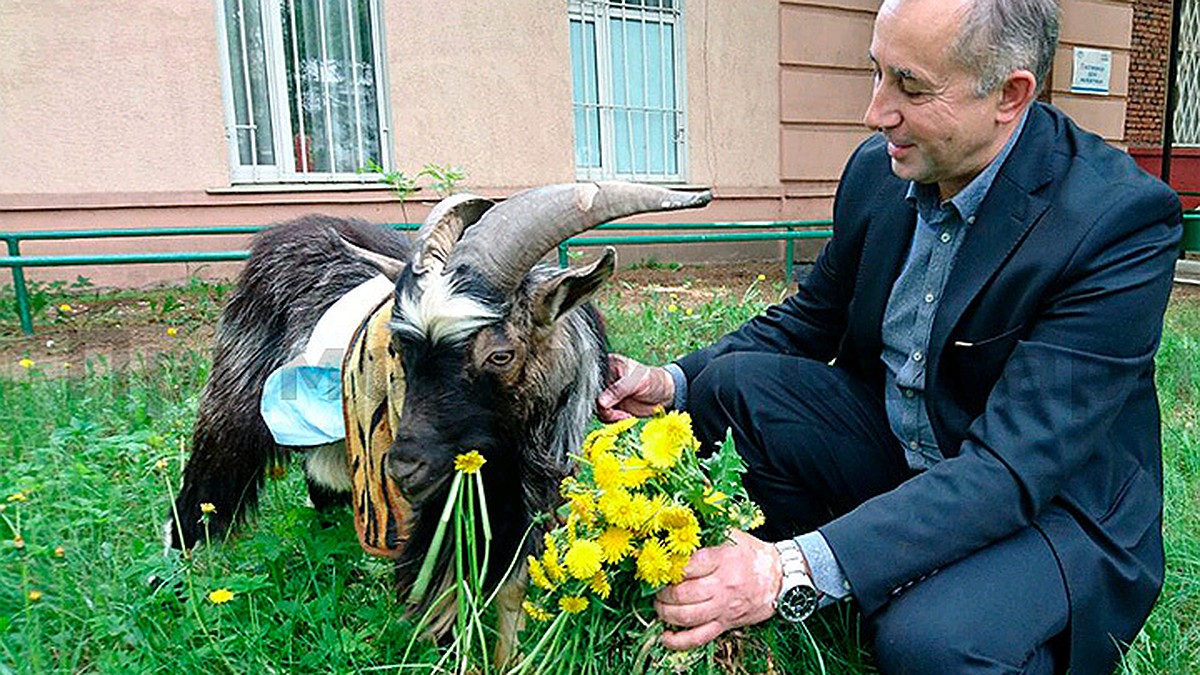 Козел Тимур, попавший в ветклинику после нападения друга-тигра, пошел на  поправку - KP.RU