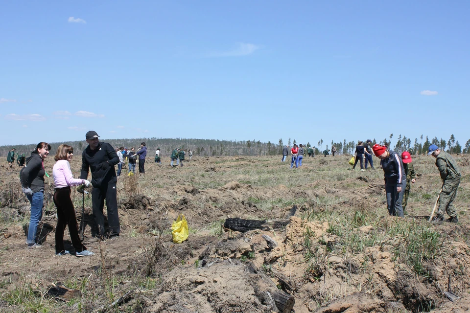 Сажать лес приехали более 1200 иркутян