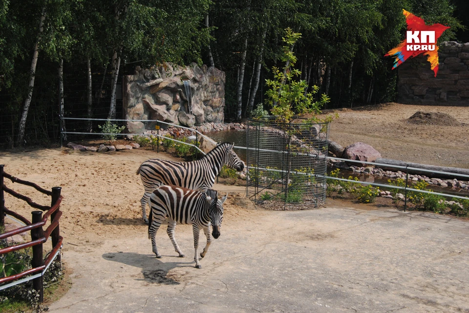 Зебры Марти и Корс поселились в нижегородском зоопарке