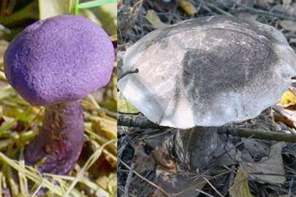 Министерство экологии Московской области опубликовало фотографии загадочных грибов.
