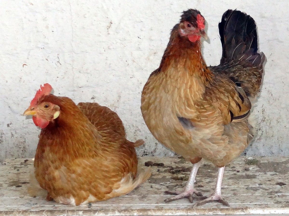Кура несушка тюмень. Куры Тюмень. Курицы и перепелки вместе. Три курицы черная белая рыжая. Курицы Тюмени фото.