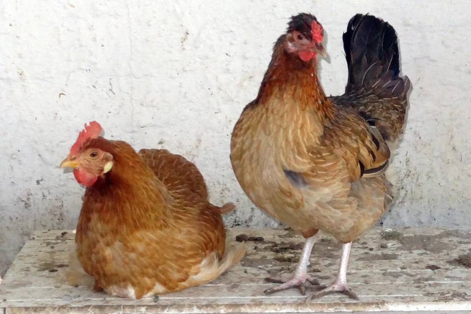 На Страусиной ферме под Тюменью курица высидела яйца павлина и индюка