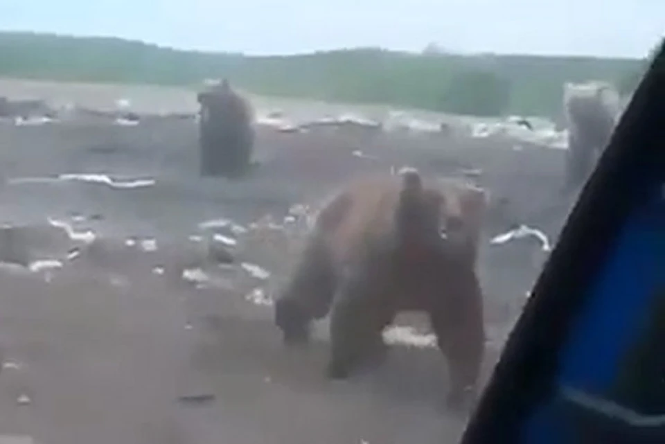 Мусорка медведь. Медведи на свалке Камчатка. Медведи на свалке в Краснотурьинске. Медведи Муравленко свалке.