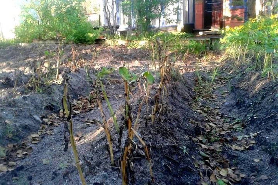 Осенний урожай мончегорского дачника уничтожен неизвестной природной силой. Подозрения падают на злокачественный гриб, или вредные осадки. Фото: Дмитрий Чичкин (Северпост)