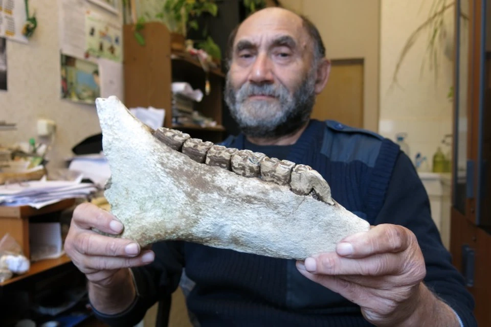 Ученый Ефим Кукуев демонстрирует челюсть доисторической лошади.