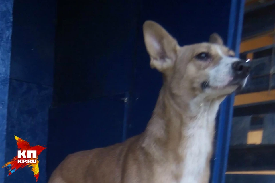 Собаку спасители назвали Волей. Сейчас она живет у зоозащитницы и постепенно привыкает к людям.