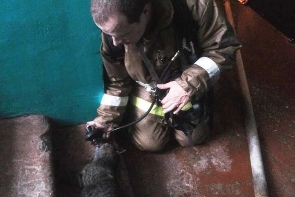 Замначальника СПСЧ Астрахани Виктор Голованов откачивает пострадавшего питомца. Фото ГУ МЧС по Астраханской области.