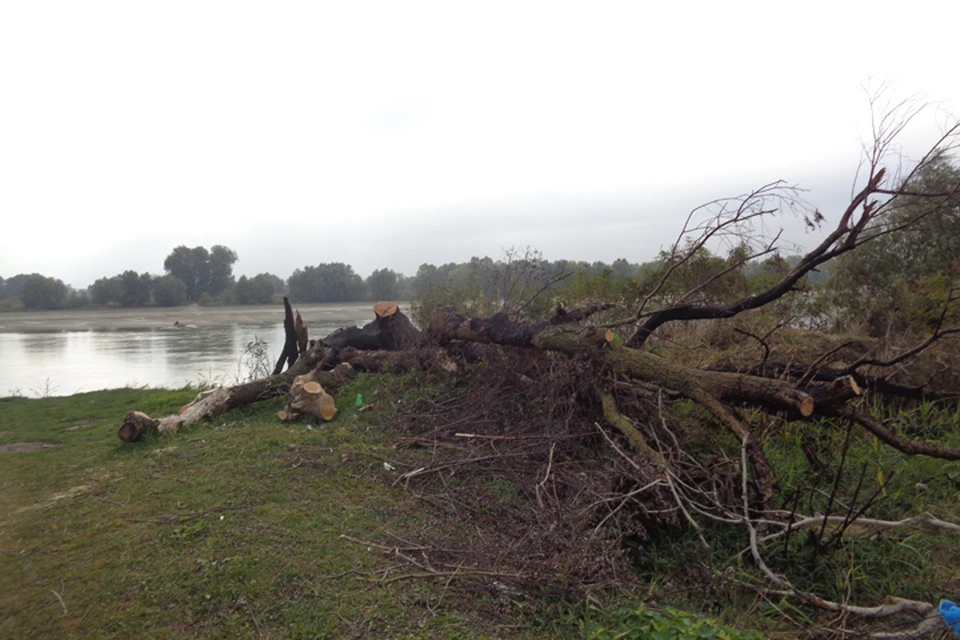Берег оказался завален стволами. Фото: департамент городского хозяйства Краснодара