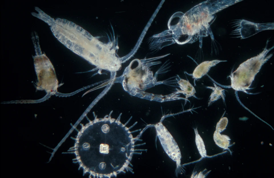Съедобный морской свет - это порошок из 5 бактерий и 5 видов микропланктона.