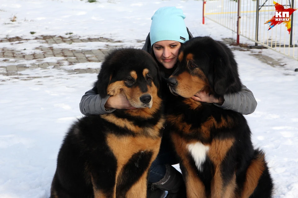 Фотосессия "Добрый пес" в седьмой раз прошла в Барнауле