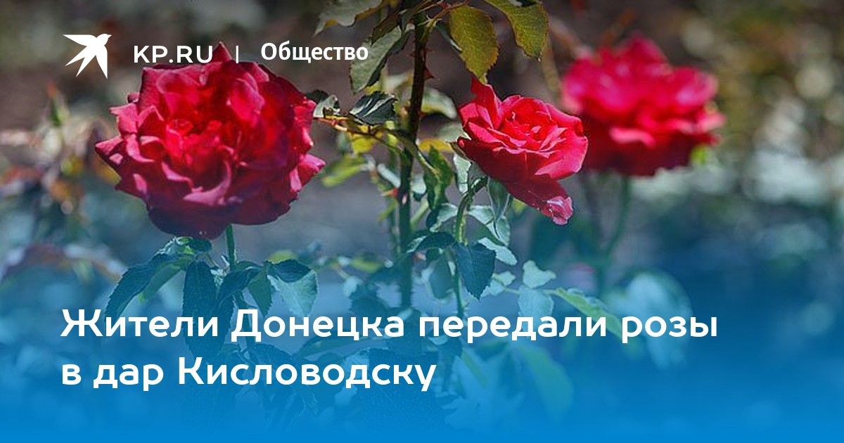 Купить Розы В Донецке Днр Саженцы