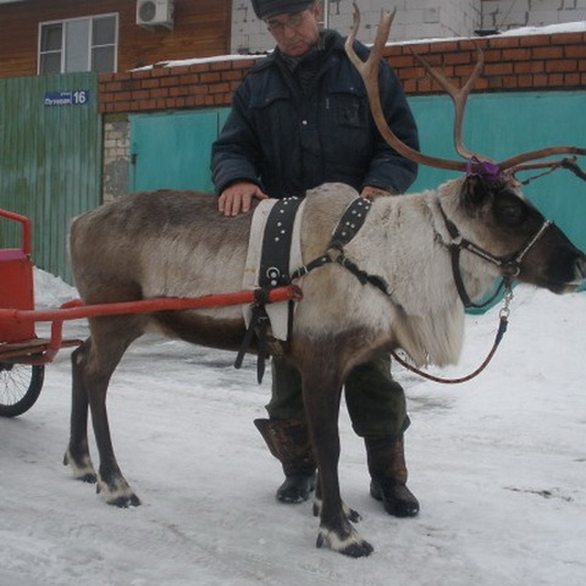 В Новосибирске продают обученных под упряжь северных оленей - KP.RU