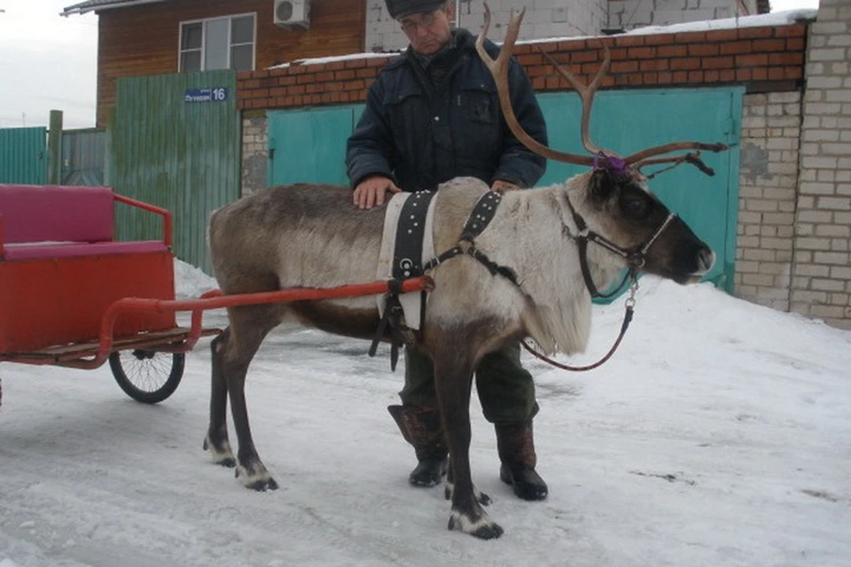 Содержание северного оленя обойдется минимум 5 тысяч рублей в месяц. Фото пользователь Денис, Avito.ru