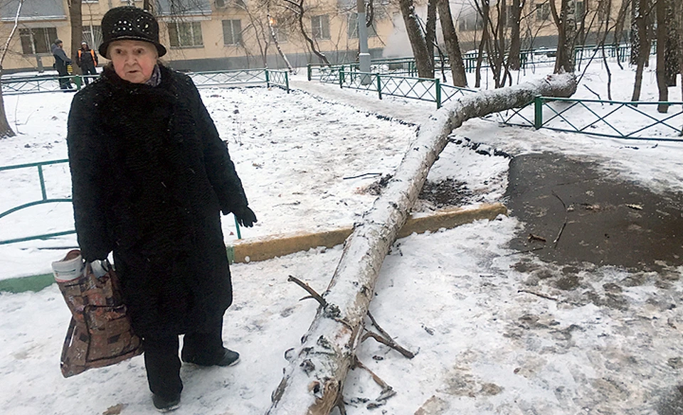 Десятиметровое дерево рухнуло на землю и убило 20-летнюю москвичку.