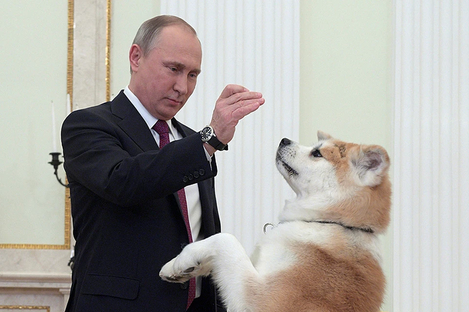 На днях Президент России показал журналистам свою собаку Юмэ Фото: сайт Кремля
