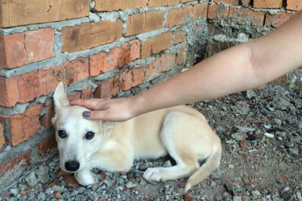 В Хабаровске возбудили уголовное дело по заброшенному недострою, в котором живодерки убивали собак