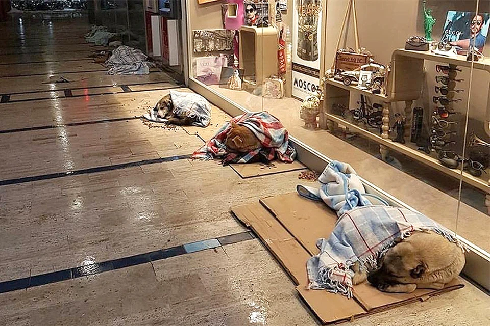 Это фото сделано в одном из торговых центров Стамбула. Владельцы торговых точек позаботились о бездомных псах, которые собрались у витрин погреться в холода.