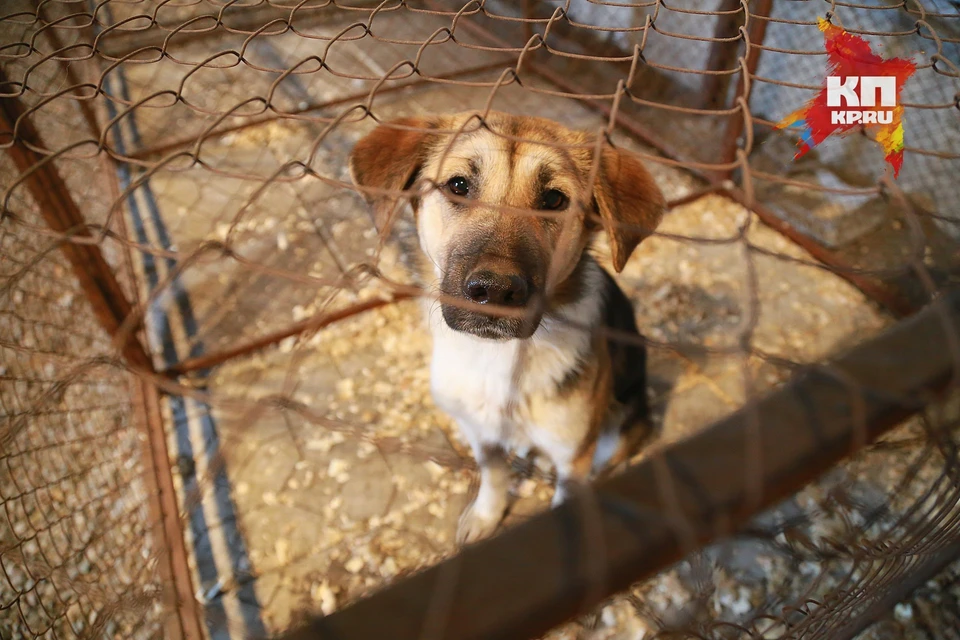 Бездомных собак в Красноярске опять будет ловить «непотопляемый» Версяцкас