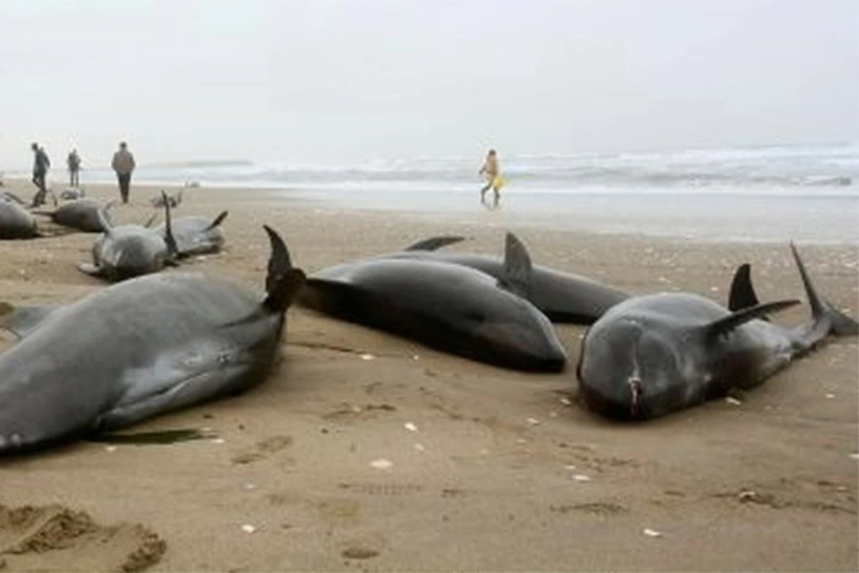 Почему дельфинов выбрасывает на берег. Киты выбрасываются на берег. Дельфины выбрасываются на берег. Киты и дельфины выбрасываются на берег. Массовое выбрасывание китов на берег.
