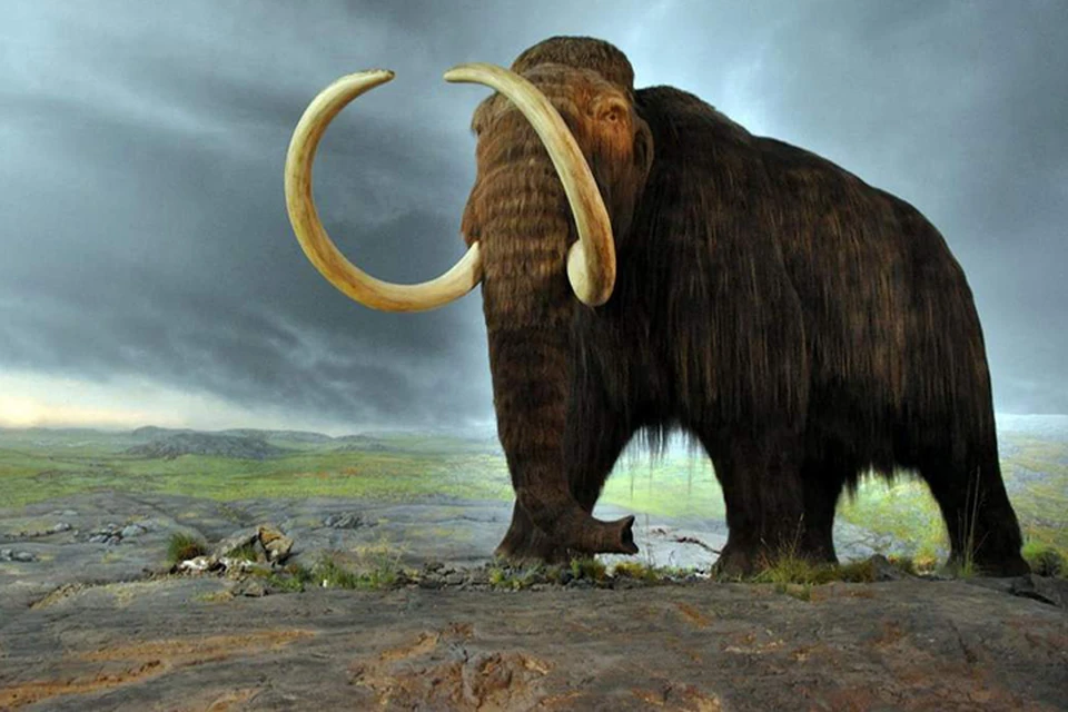 Мамонты прожили порядка 140 тысяч лет. Они были намного крупнее современных слонов и имели длинную шерсть