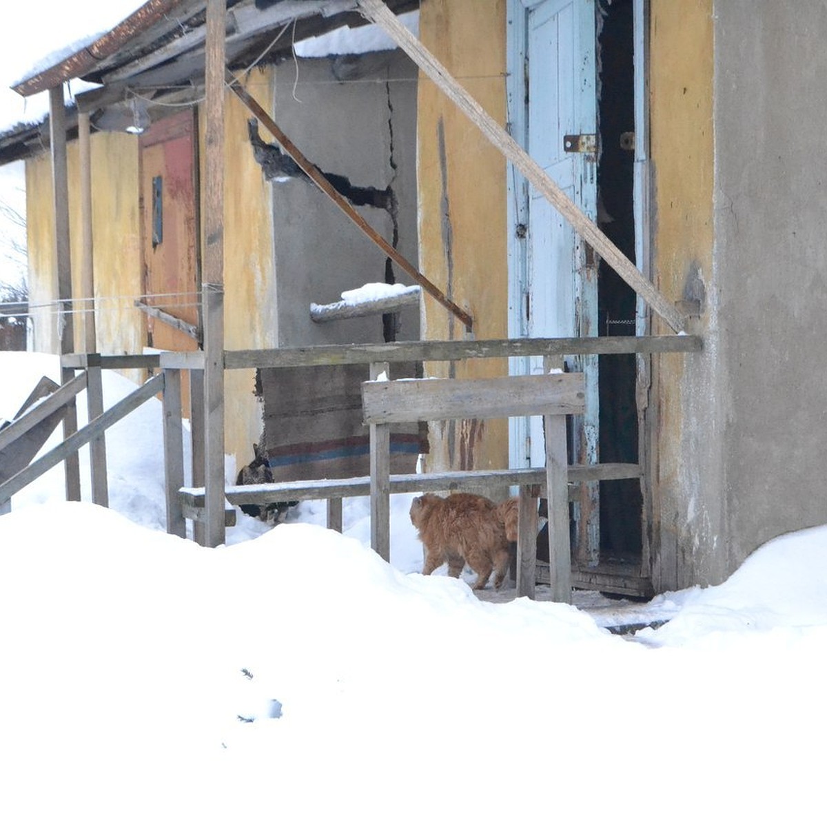 Бабушке из Лопарской, живущей с 50 кошками, нужна помощь - KP.RU