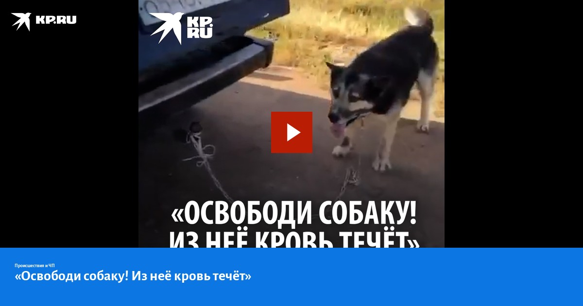 Собака освобождает собаку