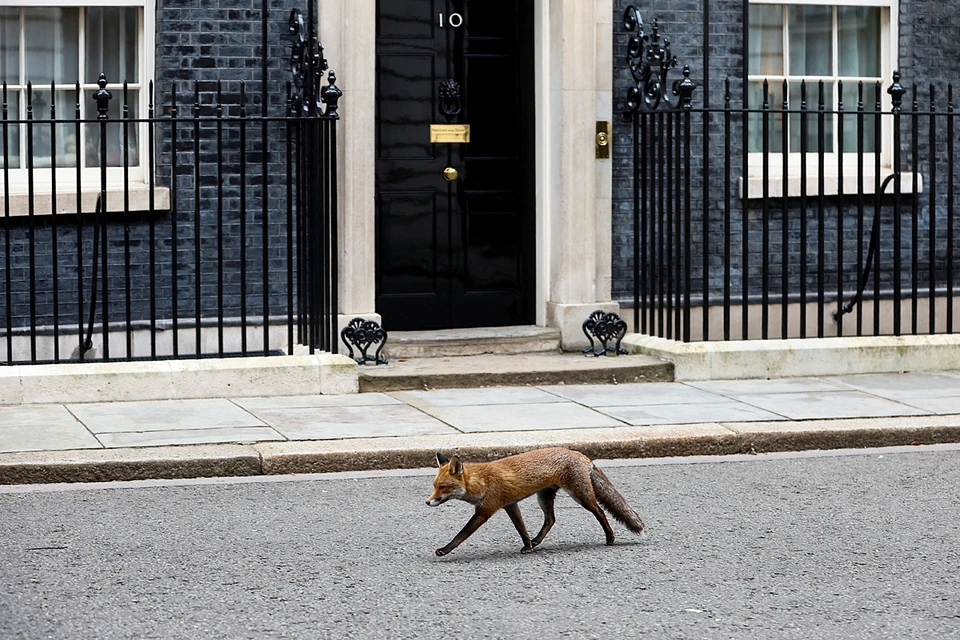 Лиса пробегает у резиденции премьер-министра Великобритании на Даунинг-стрит, 10 в Лондоне. Фото: REUTERS