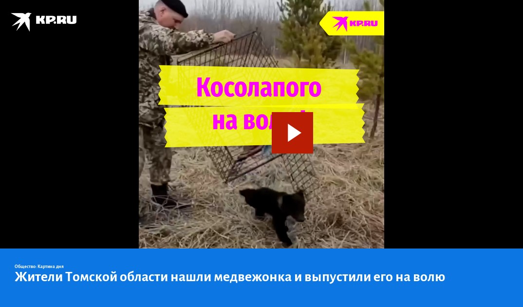Жители Томской области нашли медвежонка и выпустили его на волю