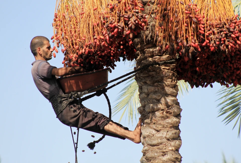 Сбор урожая фиников в палестинском городе Дейр аль-Бала. Фото: Zuma\TASS