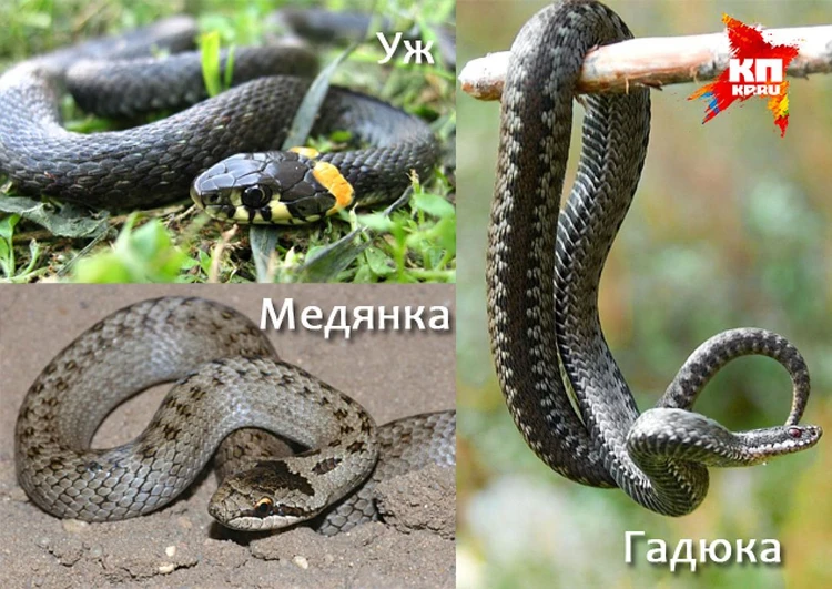 Змеи: как отличить гадюку от ужа и что делать при укусе