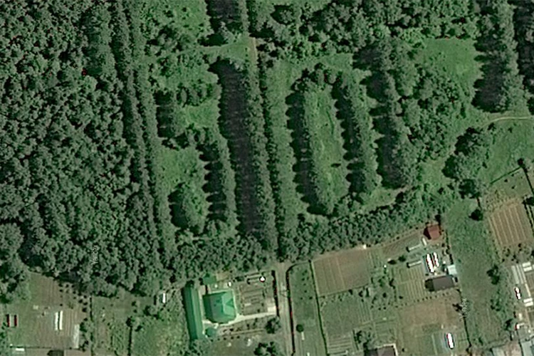 Деревья в дендропарке высажены цифрой «50» - KP.RU