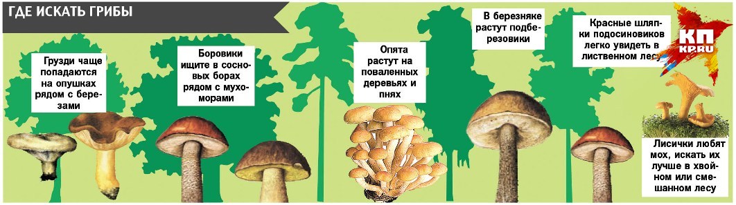 Дерево и грибы - одно целое.