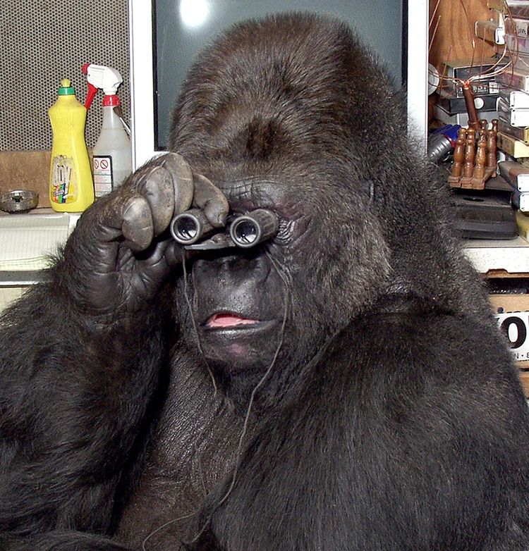Коко - самая умная говорящая горилла в мире - скончалась на 47 году жизни -  KP.RU