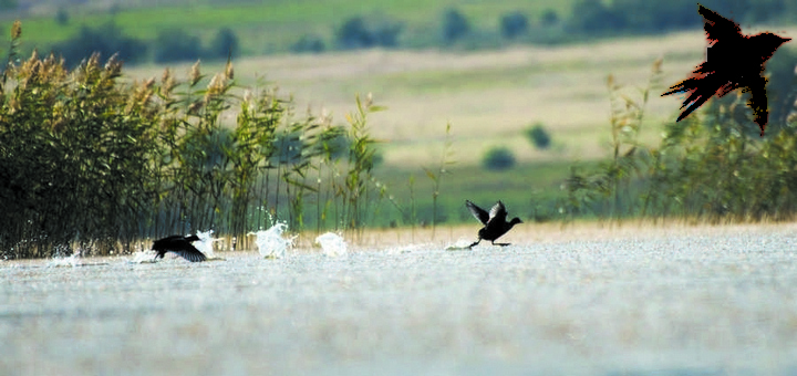 Озеро Тагарское - птичье озеро. Фото: Александра Колбасова