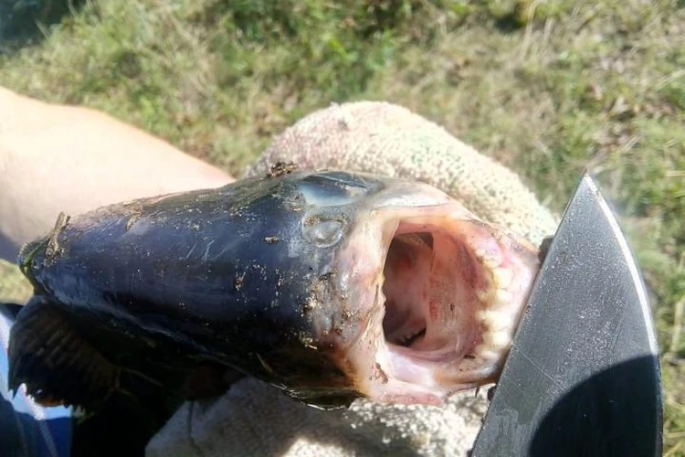 Удивительный рыбы Pacu и Sheepshead с необычными зубами!