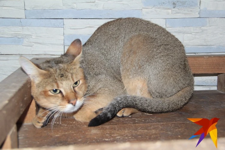 Камышовый кот (болотная рысь или хаус): 24 фото, описание, содержание