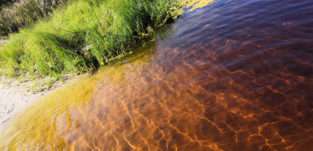 Одно из сказочно красивых озер Беловежской пущи.