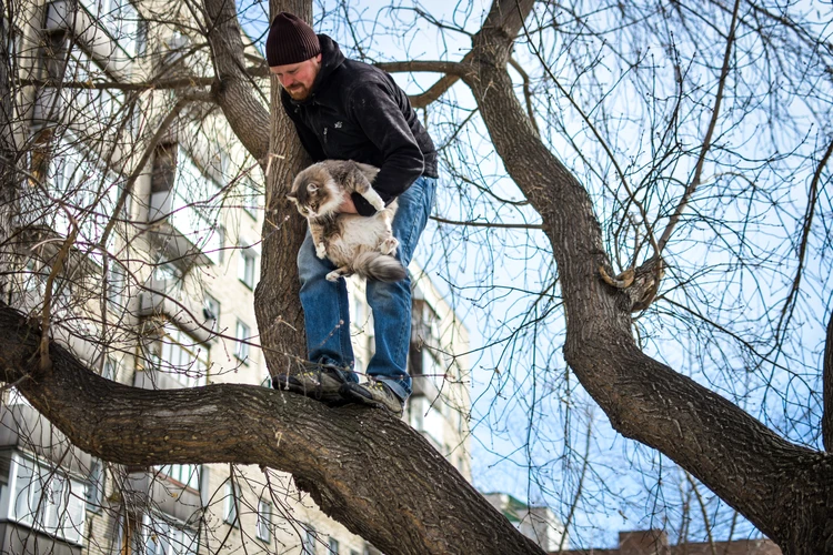 Как снять кота с дерева. Что делать если кот залез на дерево?