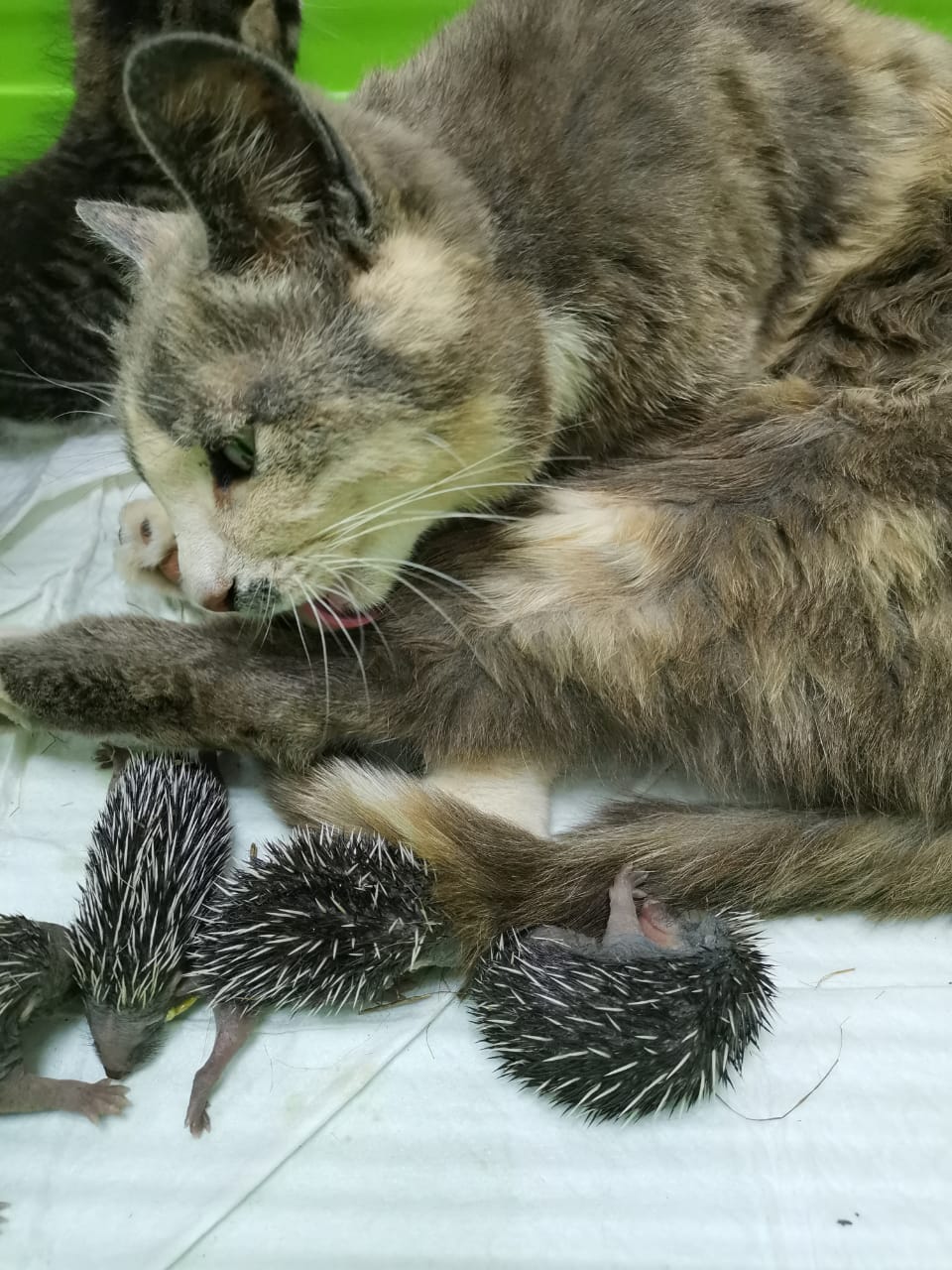 Кошка стала мамой для 10 ежат, но выжить удалось только одному. Фото: предоставлено ветеринарной клиникой "Кот и Пес".