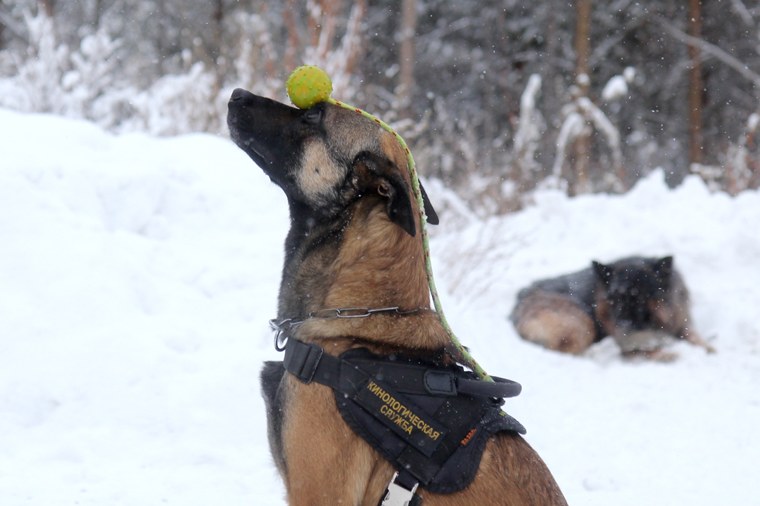 Дрессировка собак в Иркутске: воспитание послушания - один из главных моментов