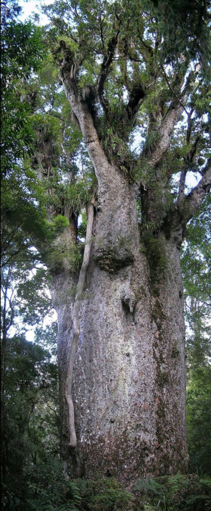 Дерево каури, окаменевшие останки которого, найденные в болоте, позволили восстановить события 42-тысячелетней давности.
