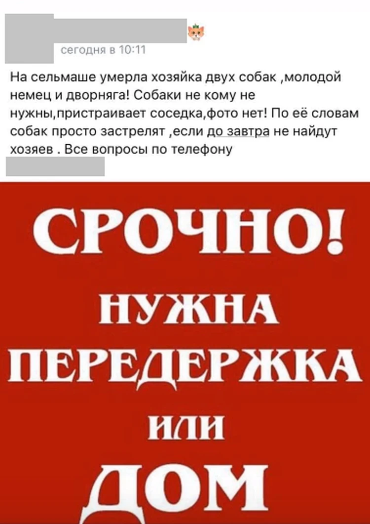 Лежала парализованная: волонтеры искали дом собакам, считая их хозяйку  погибшей, а ее разбил инсульт - KP.RU