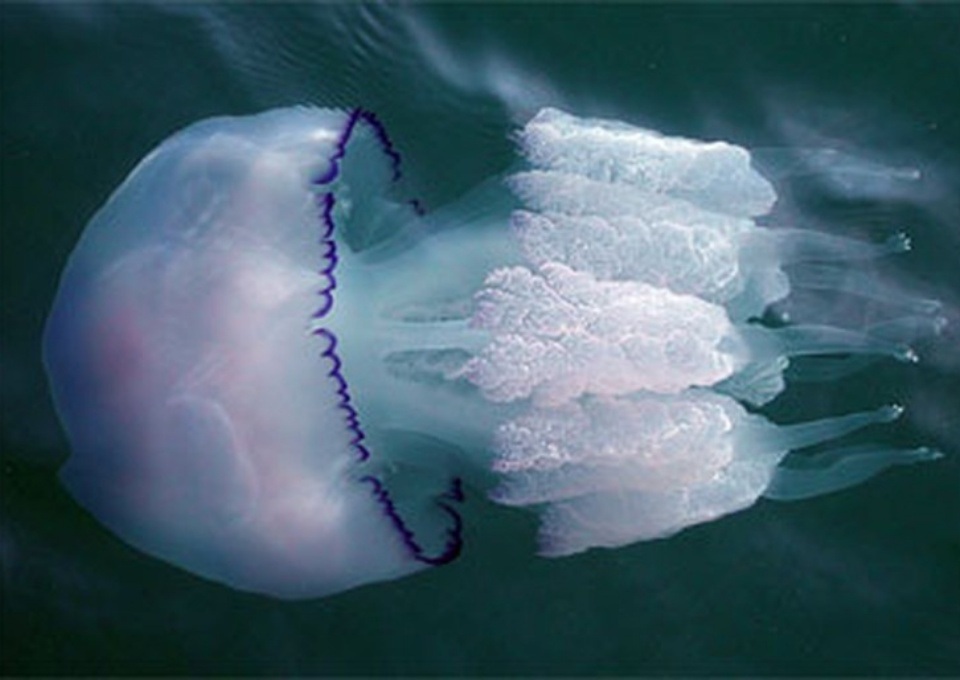 Чем опасны медузы. Медуза корнерот. Медуза корнерот в черном море.