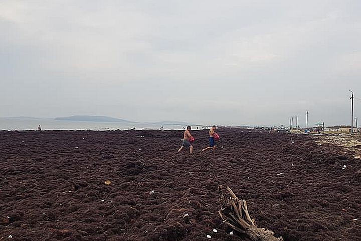 Берег усеян водорослями. Фото: Игорь Толстяков/facebook.com