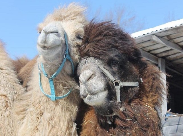 Фото: ферма «Красавинский хуторок»